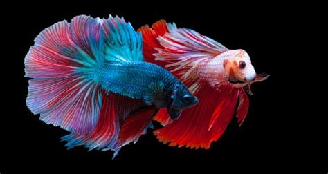 fish nest|Courtship, Territorial Behaviour & Nest Building In Fish.